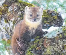  ?? BAILEY PARSONS • WIKIMEDIA ?? The American marten.