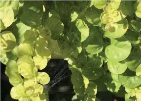  ?? Photos by Betty Cahill, Special to The Denver Post ?? A good dose of water easily splashes spider mites off the foliage.