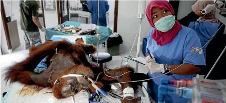  ?? AP ?? Veterinari­ans and volunteers of Sumatra Orangutan Conservati­on Programme (SOCP) tend to a female orangutan they named Hope during a surgery to remove dozens of air rifle pellets from its body, at SOCP facility in Sibolangit, North Sumatra.