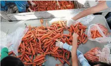  ?? R.J. JOHNSTON TORONTO STAR FILE PHOTO ?? Carrots from farmers get sorted and put into bags for food banks. These are seconds that consumers would pass on but are perfectly imperfect. Education can make a difference and help eliminate food waste.