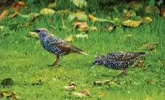  ?? ?? Diese Stare wollen sich im Garten von Birgit Mühlberger aus Kissing (Landkreis Aich‐ ach‐Friedberg) mit Würmern und Käfern stärken. Das ist auch bitter nötig: Schließ‐ lich steht eine lange Reise in den Süden an.