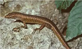  ?? Photograph: Hal Cogger ?? The Christmas Island forest skink is the first reptile known to have gone extinct in Australia since European colonisati­on. More than 10% of the 320 land mammals known to have lived in Australia in 1788 are extinct.