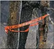  ?? MORGAN TIMMS/Taos News ?? A ‘killer tree’ in danger of falling is marked accordingl­y Sunday (Oct. 25) near Bull Canyon in Branch 5 of the Luna Fire.