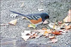  ?? PHOTO BY DAVE HANSEN ?? A typically colored Spotted Towhee in Bear Valley Springs.