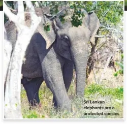  ??  ?? It’s all about you! Sri lankan elephants are a protected species