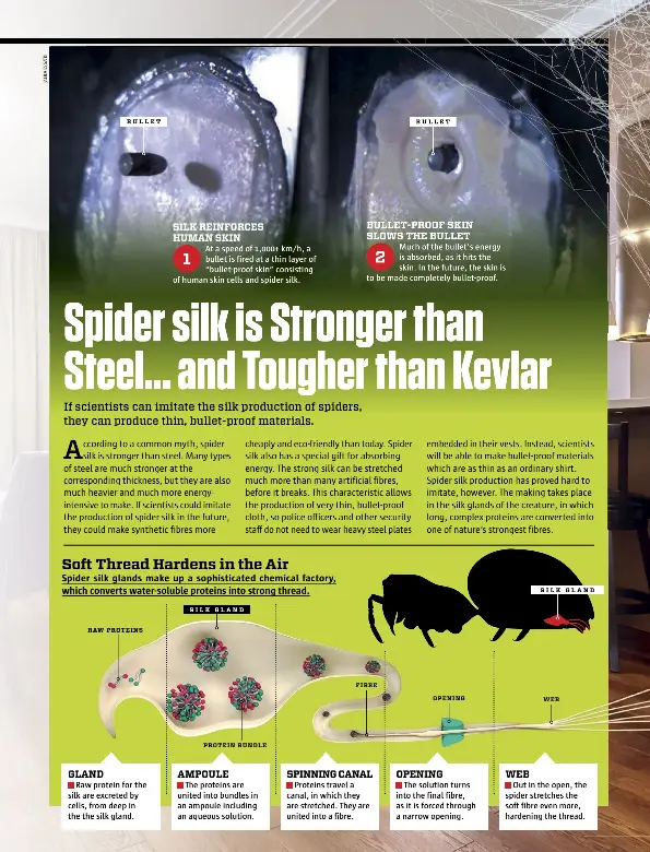 Spider silk is Stronger than Steel... and Tougher than Kevlar PressReader