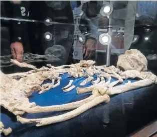  ??  ?? EXCITING FIND: Little Foot, one of the world’s oldest fossils of human ancestry, has been unveiled at the University of Witwatersr­and