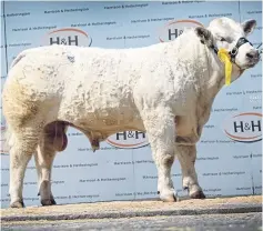  ??  ?? Charolais bull Balmyle Neptune sold for 13,000gn.