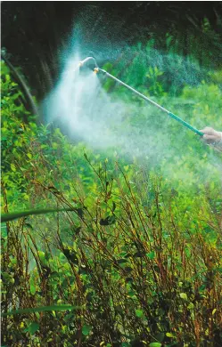  ??  ?? Para fumigar con glifosato hay que utilizar una indumentar­ia especial con la que la mayoría de campesinos del país no cuenta.