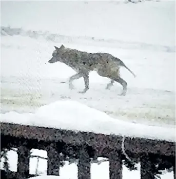  ?? SUPPLIED PHOTO ?? A coyote seen walking down St. James Avenue in Niagara Falls.