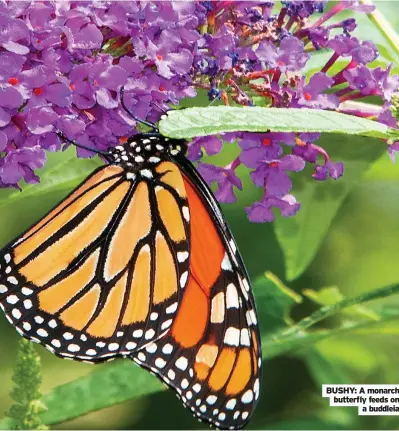  ??  ?? BUSHY: A monarch butterfly feeds on a buddleia