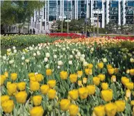 ?? PHOTO: NATIONAL GALLERY OF CANADA ?? The Tulip Festival is just one of several colourful and exciting
events this spring in the National Capital Region.