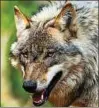  ??  ?? Ein Jungwolf, fotografie­rt in einem Gehege in Niedersach­sen. Foto: Ingo Wagner/dpa