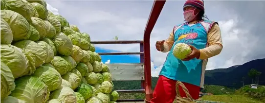  ?? PHOTOGRAPH BY ALDWIN QUITASOL FOR THE DAILY TRIBUNE ?? FARMERS and traders still try their luck in delivering vegetables from Benguet Province to Manila despite the difficulti­es posed by the different implementa­tion of the quarantine rules on their route to the national capital region.