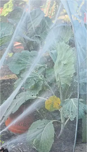  ?? ?? PROTECTION: Cabbage covered by a horticultu­ral fleece.