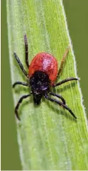  ?? Foto: dpa/Patrick Pleul ?? Der Gemeine Holzbock ist zwar klein, kann aber große Probleme machen.