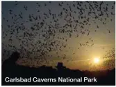  ??  ?? Carlsbad Caverns National Park