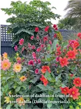  ??  ?? A selection of dahlias in front of a tree dahlia (Dahlia imperialis).