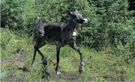  ?? JEAN LAPOINTE ?? The boreal woodland caribou herd located near Val D’Caribous of Val d’Or, Que., is in danger of extinction as humans encroach on its habitat.