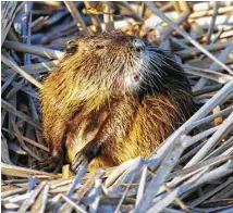  ??  ?? Intentiona­lly released in Texas and Louisiana in the 1930s, nutria, aquatic rodents native to South America, cause significan­t damage to wetlands, compromise levees and other structures with their burrowing, and displace beneficial native wildlife such...