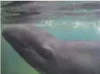  ??  ?? HAWAII: In this image made from video, Kina, a false killer whale, swims in a tank at Sea Life Park in Waimanalo, Hawaii. — AP
Are any in the works?