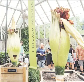  ??  ?? Visitors look at two corpse flowers at the Chicago Botanic Garden in Chicago, Illinois. It is unusual enough to see one of nature’s biggest, rarest – not to mention smelliest – flowers bloom. But it is extraordin­ary to see two bloom at once. That is...