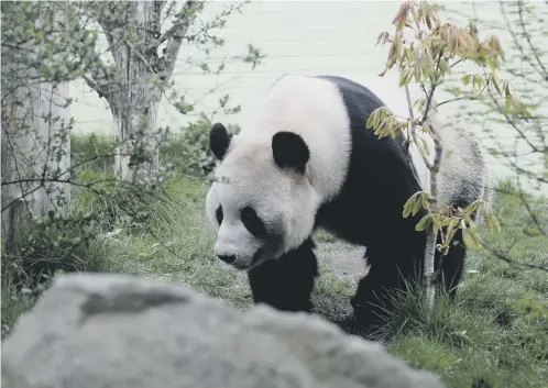  ??  ?? 0 Despite their ‘cuddly’ image, adult giant pandas can be as dangerous as black bears