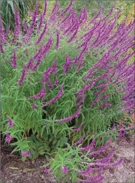  ??  ?? The perennial Salvia leucantha can grow 4 to 6 feet tall and thrives in full sun.