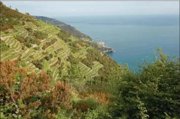  ??  ?? La culture de la vigne en terrasse est une pratique qui remonte à l’Antiquité. Le vin produit sur place est un blanc fameux d’appellatio­n contrôlée, le « DOC Cinque Terre ».