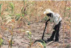  ?? FOTO: EL HERALDO ?? El informe detalla que el fenómeno de El Niño ha agudizado la situación de insegurida­d alimentari­a en el corredor seco.