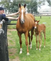  ??  ?? Mother and foal