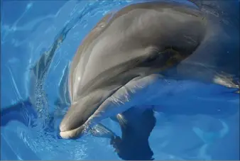  ?? (Photo archives illustrati­on Franck Fernandes) ?? Lotty était arrivée au parc Marineland en  : auparavant elle se trouvait dans le plus ancien delphinari­um scandinave en Suède.