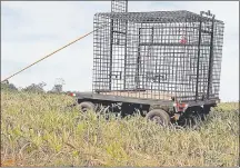  ??  ?? Jaula-trampa colocada por la Fundación Llorens en la zona donde supuestame­nte merodean cuatro leones.