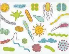  ?? ?? Im Vergleich zu den kleineren Mikroben ist die Zahl der Körperzell­en mit 10 zu 1 klar in der Überzahl