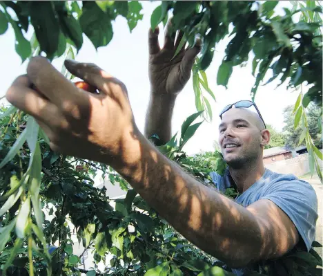  ??  ?? Volunteer pickers like JF Savard gather 60,000 pounds of fruit each year from people’s yards in the Victoria area.