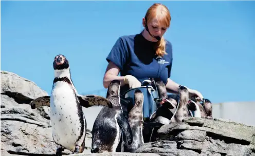  ?? Fotos: dpa/Stefan Sauer ?? Tierpflege­rin Anne May füttert die Pinguine in der Felsenanla­ge auf dem Dach des Ozeaneums.