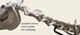  ??  ?? Lexington’s cervical chain is entirely free of pathology. THORACIC LUMBAR