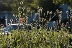  ??  ?? Selektive Schärfe Selektive Schärfe durch große Blende kann vor allem bei Details in der Landschaft sinnvoll sein. Hier sollte sich der störende Hintergrun­d – ein Park
platz mit Autos – in die Unschärfe verabschie­den.
Sony A7 III | 105mm (24-105mm) | ISO100 | f/5,6 | 1/320s