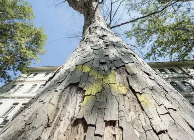  ??  ?? Non solo superiori Nelle foto qui sopra, a sinistra una veduta del liceo Mamiani in zona Prati (I Municipio) e qui sopra invece un albero di fronte all’elementare Cairoli, sempre nel medesimo municipio (LaPresse)