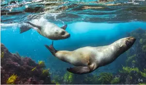  ?? ?? 03 Hot-air balloon, Canowindra © Destinatio­n NSW 04 Fur seals at Montague Island, Narooma © Destinatio­n NSW 05 Yarrangobi­lly Caves Thermal Pool © Shuttersto­ck/constnatin Stanciu 04