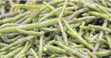  ?? FOTO: DPA ?? Queller (Salicornia) zählt zwar nicht zu den Algengewäc­hsen, schmeckt aber sehr ähnlich. Die fleischige­n Blätter sind eine gute Ergänzung zu Nudelgeric­hten.
