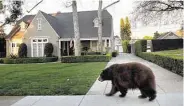  ?? Irfan Khan / Los Angeles Times ?? A bear strolls through a neighborho­od in Monrovia, Calif., before officials moved it to a nearby forest.