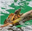  ??  ?? Eine Schildkröt­e verzückte vergangene­s Jahr die Studenten.