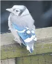  ?? JOANNE LACHAPELLE ?? A young Blue Jay surveys the area at Manor Park.