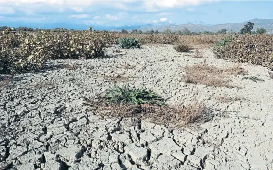  ?? OnRE DURAN / NORD MEDIA ?? L’estany de Vilaüt, al parc natural dels Aiguamolls de l’Empordà, completame­nt sec en una imatge de l’octubre