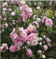  ?? Arkansas Democrat-Gazette/CELIA STOREY ?? Flowering almond is a small, old-fashioned shrub that blooms briefly in the spring.