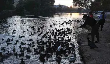  ?? ALEX HORVATH / THE CALIFORNIA­N ?? A family feeds all kinds of waterfowl on Hart Park Lake on Monday evening.