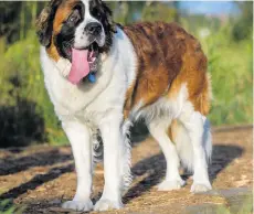  ??  ?? A St Bernard dog.