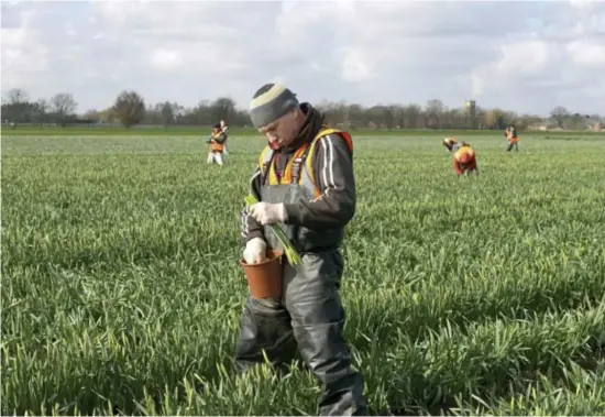  ?? © Corbis via Getty Images ?? Landbouwer­s vinden moeilijker Oost-Europeanen om seizoensar­beid te doen.