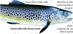  ??  ?? Good with salt: brown trout